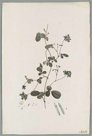 Branche fleurie : Kennedia Coccinea, image 1/1