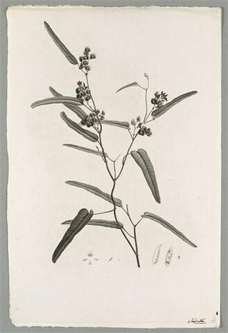 Branche fleurie : Kennedia Monophyllea