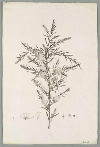 Branche fleurie : Conchium Aciculare, image 1/1