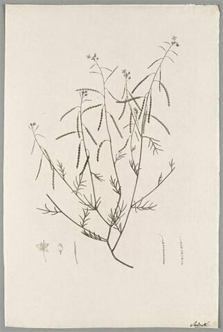 Branche fleurie : Heliophila Pinnata, image 1/1