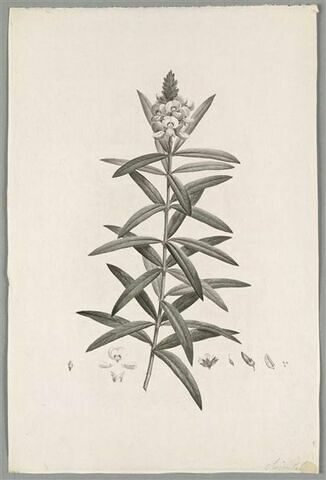 Branche fleurie : Callistachys Lanceolata, image 1/1
