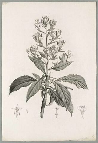 Branche fleurie : Campanula Aurea, image 1/1