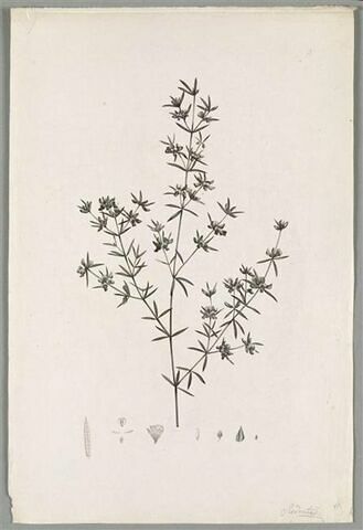 Branche fleurie : Mirbelia Reticulata
