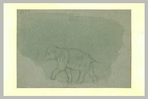 Elephant marchant, de profil vers la gauche