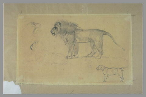 Etudes de lions, image 3/3