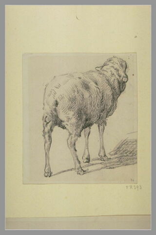 Mouton vu par derrière, image 3/3