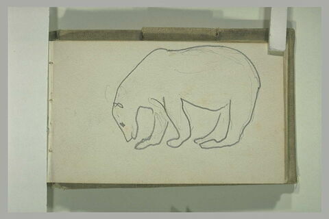 Ours polaire et polyèdre, image 1/1