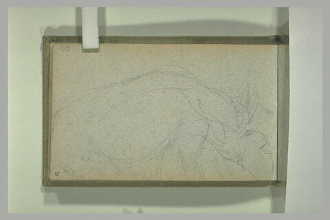 Hyène, de profil vers la gauche, image 1/1