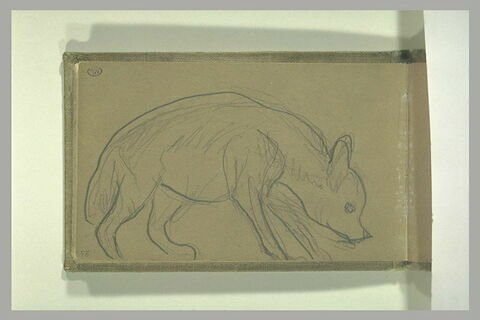 Hyène, de profil, image 1/1