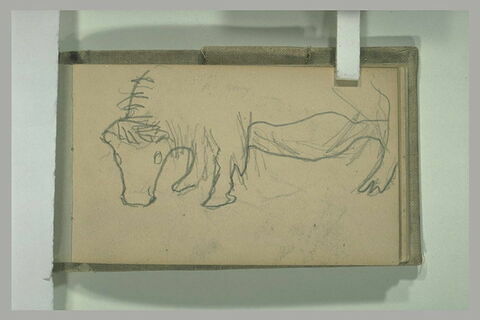 Paon, de profil vers la droite, image 1/1