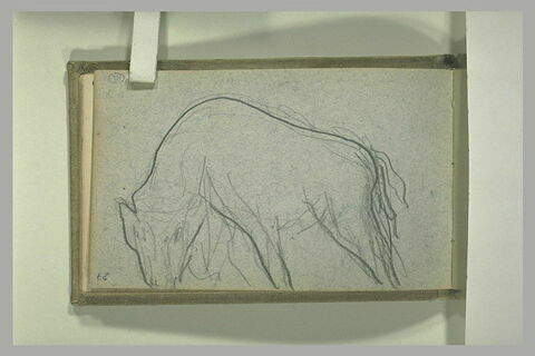 Animal, de profil vers la gauche, image 1/1