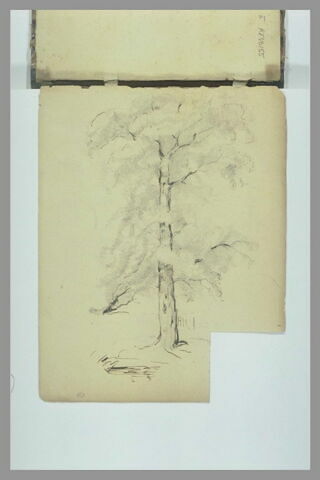 Etude d'arbre, image 2/6