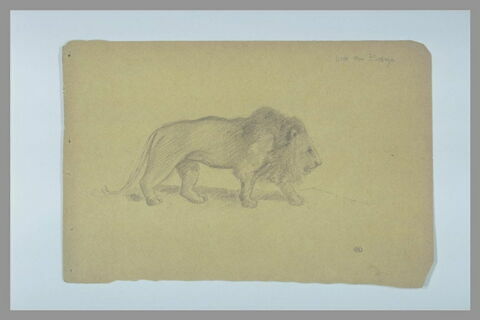 Lion marchant vers la droite, image 2/2