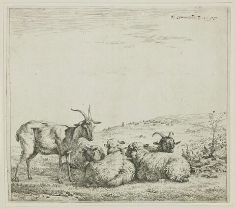 Le troupeau de moutons et chèvres, image 1/1