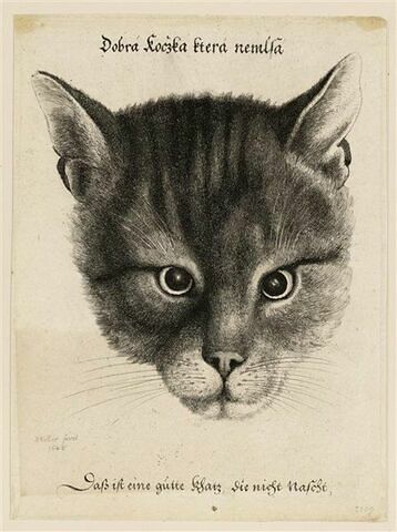 Tête de chat, image 1/1