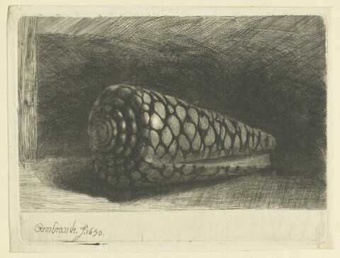 La coquille, image 1/1