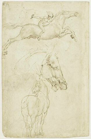 Cavalier allant au galop, tête de cheval de profil, cheval vu par la croupe, image 2/3