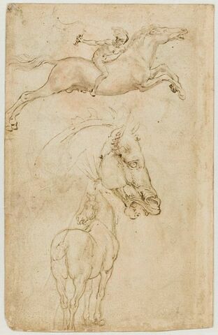Cavalier allant au galop, tête de cheval de profil, cheval vu par la croupe, image 3/3