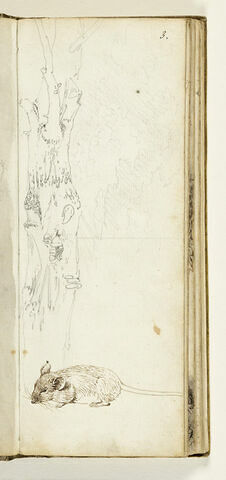 Etude de tronc d'arbre et de souris