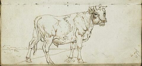 Etude d'animaux, image 1/1