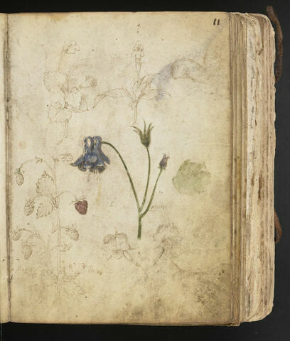 Deux fleurs dont une de la famille des labiacées ; daguet (Capreolus capreolus) couché de profil vers la droite ; fraisier (Fragaria) portant sept fruits ; tiges d'ancolie (Acquilegia vulgaris) fleuries et deux détails de la fleur ; motif végétal non identifié