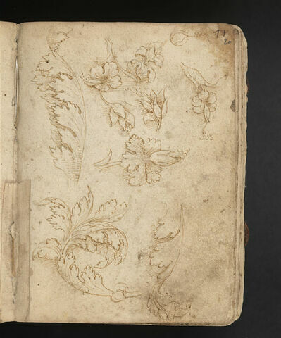 Trois feuilles d'acanthe et cinq fleurs, image 1/1