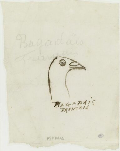Bagadais français (tête d'oiseau)