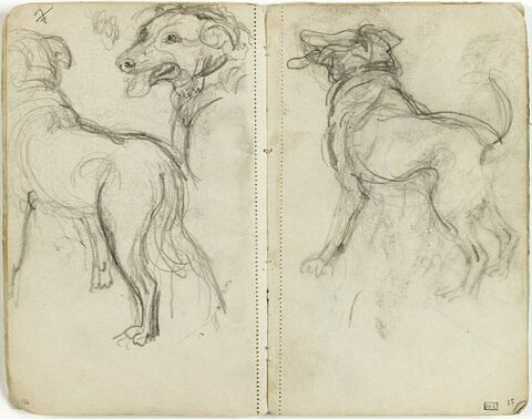 Chien de profil, image 1/1