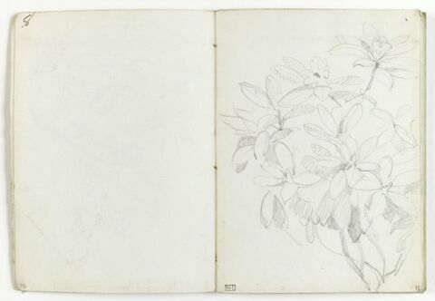 Etude de fleurs, image 1/1