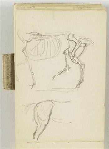 En haut, croquis d'un squelette de cheval, sans tête, de profil à gauche ; en dessous, croupe de cheval et jambe arrière droite, de profil à droite