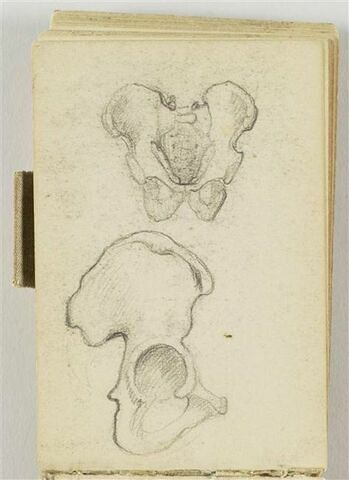 Etudes de os du bassin, image 1/1