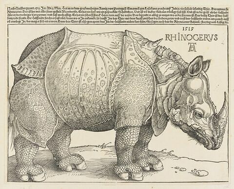 Rhinocéros, image 1/1