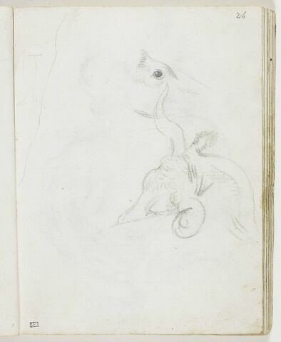 Croquis d'une jambe pliée ; esquisse d'une tête d'animal, de profil vers la droite (un cheval ?) ; tête de buffle dormant, appuyée sur son dos
