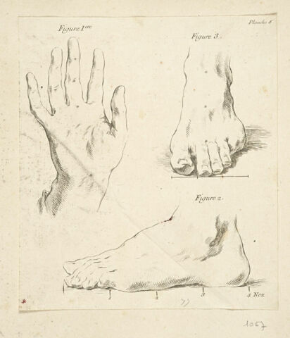 Planches d'études : pieds et main., image 1/1