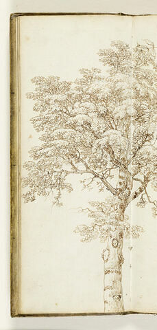 Etude d'arbre, image 1/3