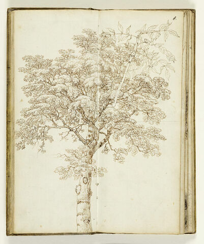 Etude d'arbre, image 3/3