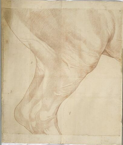Haut de la jambe postérieure droite et naissance de la croupe d'un cheval, image 1/1