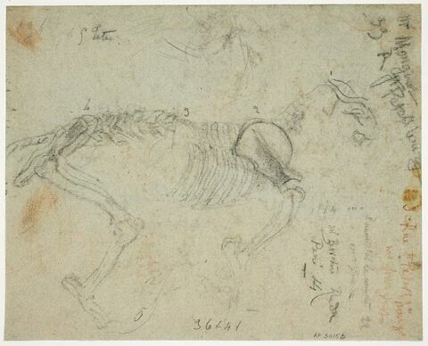 Squelette d'animal, image 1/1