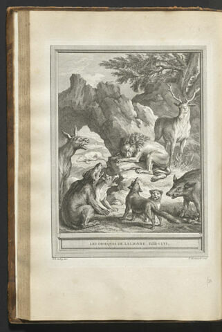 Les obsèques de la lionne