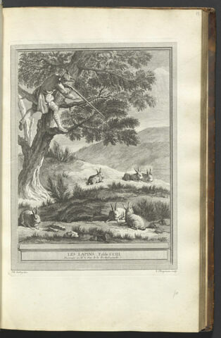 Les lapins, image 1/1