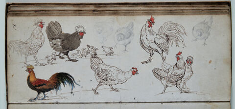Etude d'oiseaux, image 1/1