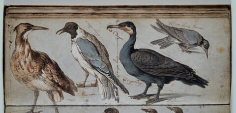 Etude d'oiseaux, image 1/2