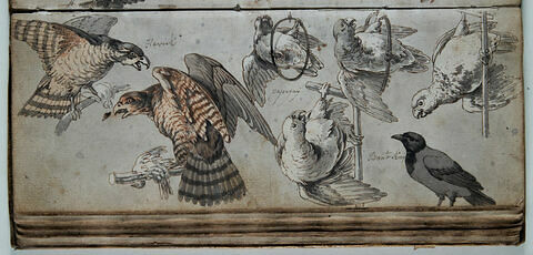 Etude d'oiseaux, image 1/1