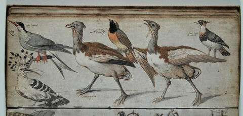 Etude d'oiseaux, image 1/1