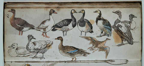 Etude d'oiseaux, image 1/1