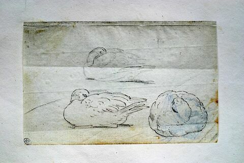 Trois études d'oiseau, la tête enfouie entre les ailes, image 2/2