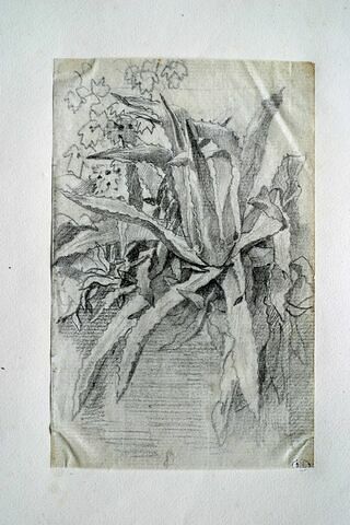 Etude de plantes grasses au bord de l'eau, image 2/2