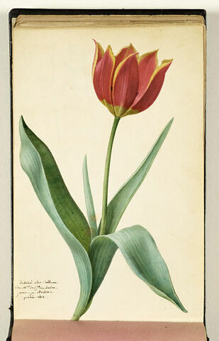 Tulipe, image 1/1