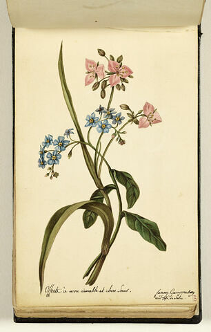 Fleurs, image 1/1