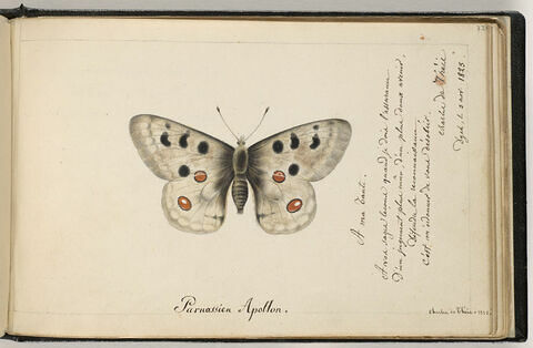 Papillon, image 1/1